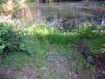 Pond Restoration...